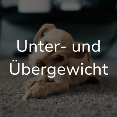 Ein junger Hund kaut auf einem Leckerli. Auf dem Bild steht: Unter- und Übergewicht