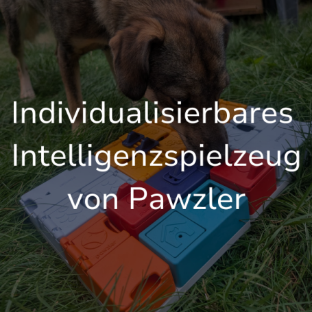 Link zur Seite "Intelligenzspielzeug (Pawzler)". Auf dem Bild: Ein Hund spiel mit buntem Intelligenzspielzeug.
