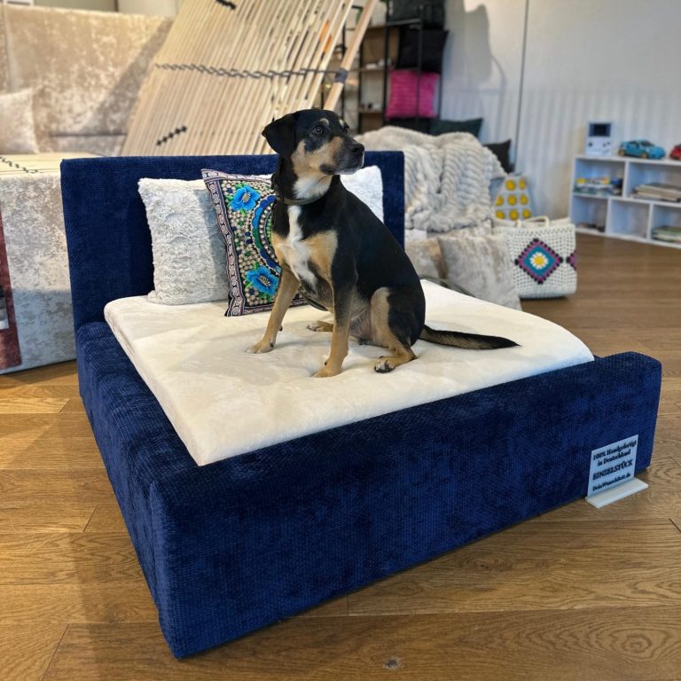 Schwarzer Hund sitzt auf einem blauen Hundebett mit Kissen im Hintergrund.