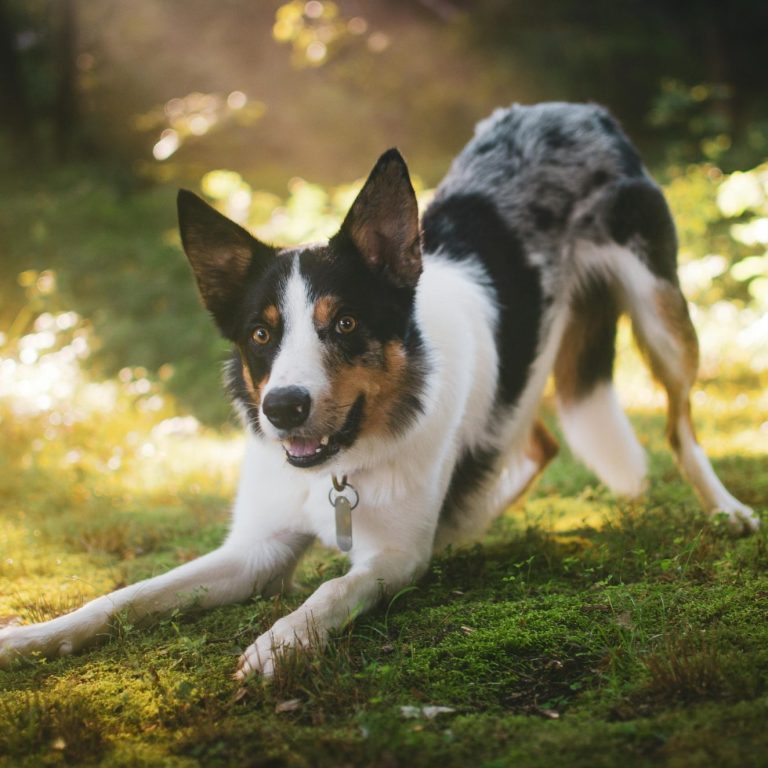Ein liegender Hund mit schwarz-weißen Fell und fröhlichem Gesichtsausdruck in der Natur.