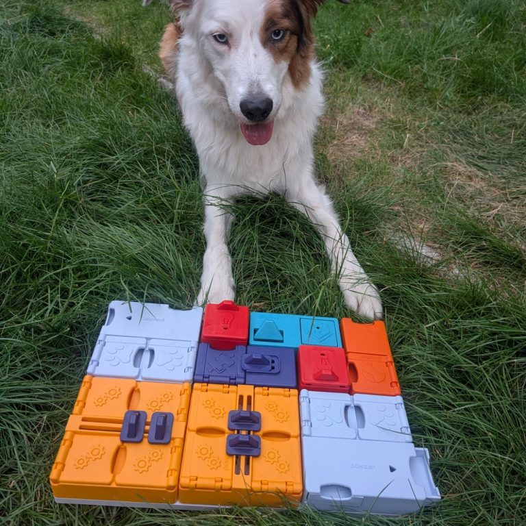 Ein Hund sitzt auf dem Gras neben bunten Spielblöcken von Pawzler