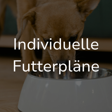 Hund frisst aus einem Futternapf auf einem Holzboden. Auf dem Bild steht: Individuelle Futterpläne