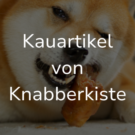 Link zur Seite "Kauartikel von Knabberkiste". Auf dem Bild: Ein heller Hund kaut auf einem Kausnack.