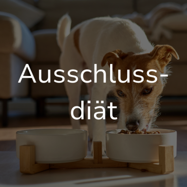Ein Hund frisst aus einem Napf. Auf dem Bild steht: Ausschlussdiät