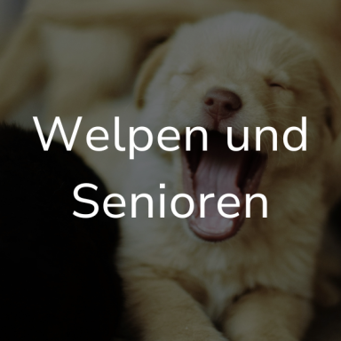 Ein heller Welpe gähnt. Auf dem Bild steht: Welpen und Senioren
